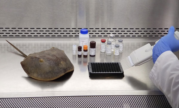 Mygogenesis Horseshoe Crab Blood Extraction